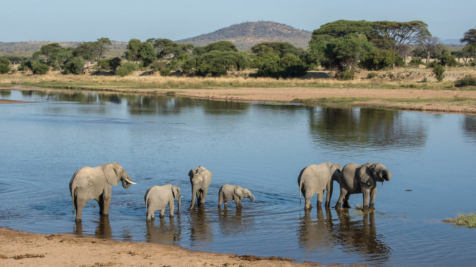 Elephants in Tanzania's Ruaha National Park. There are as many as 12,000 elephants moving through the park in a given year.