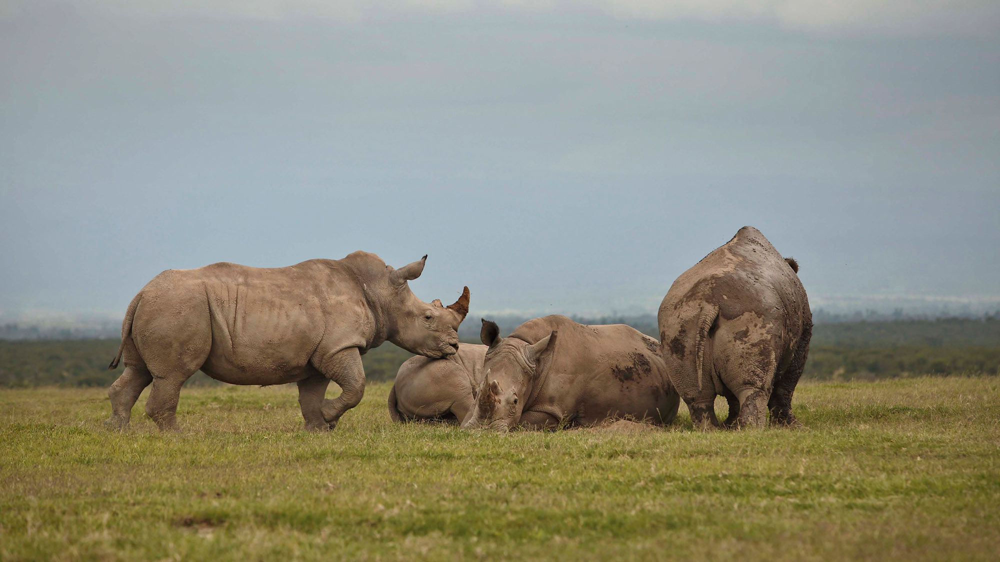A family of rhinos at Asilia's Ol Pejeta Bush Camp in central Kenya.