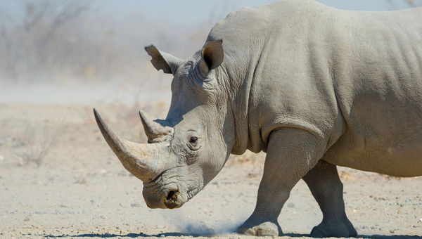 A rhino in Namibia's Etosha Heights. A rhino in Namibia's Etosha Heights.