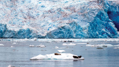 Seals lounging on ice in the Tracy Arm Fjord.