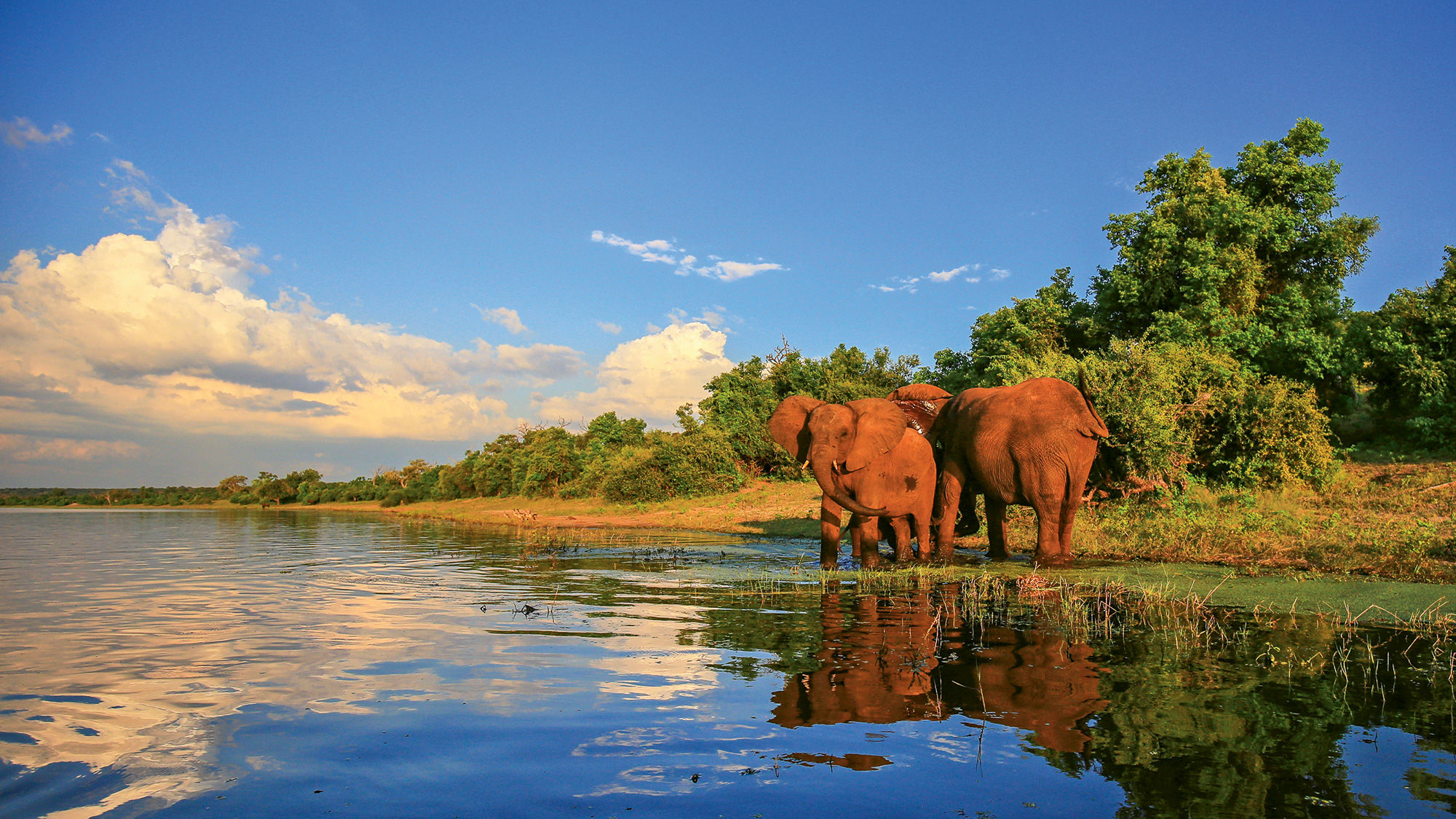 Elephants drink at river in Kruger National Park, South Africa.