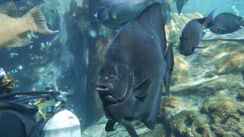 Thousands of fish, large and small, surround divers in Discovery Cove's SeaVenture experience. Thousands of fish, large and small, surround divers in Discovery Cove's SeaVenture experience.