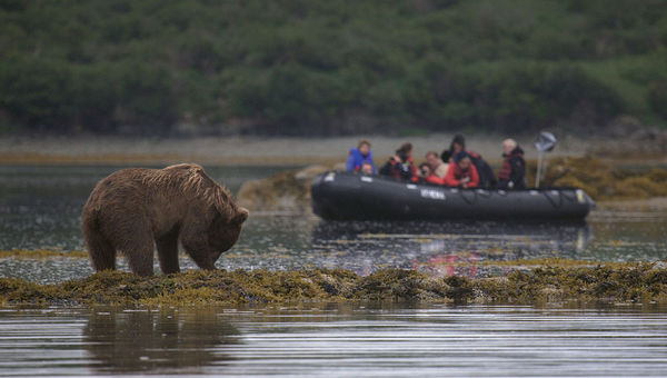 Bear-watching on an Abercrombie & Kent trip in the Bering Sea. Bear-watching on an Abercrombie & Kent trip in the Bering Sea.