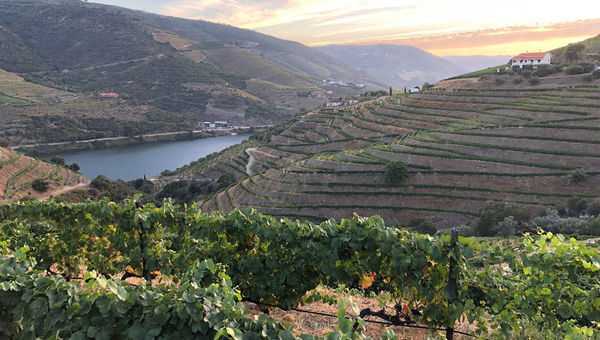Sunset at Quinta Nova in the Douro Valley. Sunset at Quinta Nova in the Douro Valley.
