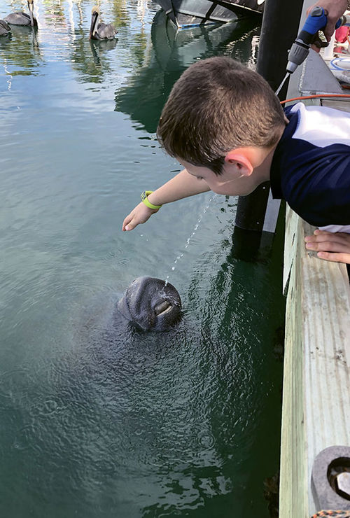 A resident manatee at the Isla Bella Beach Resort’s marina in Marathon, Fla. A resident manatee at the Isla Bella Beach Resort’s marina in Marathon, Fla.