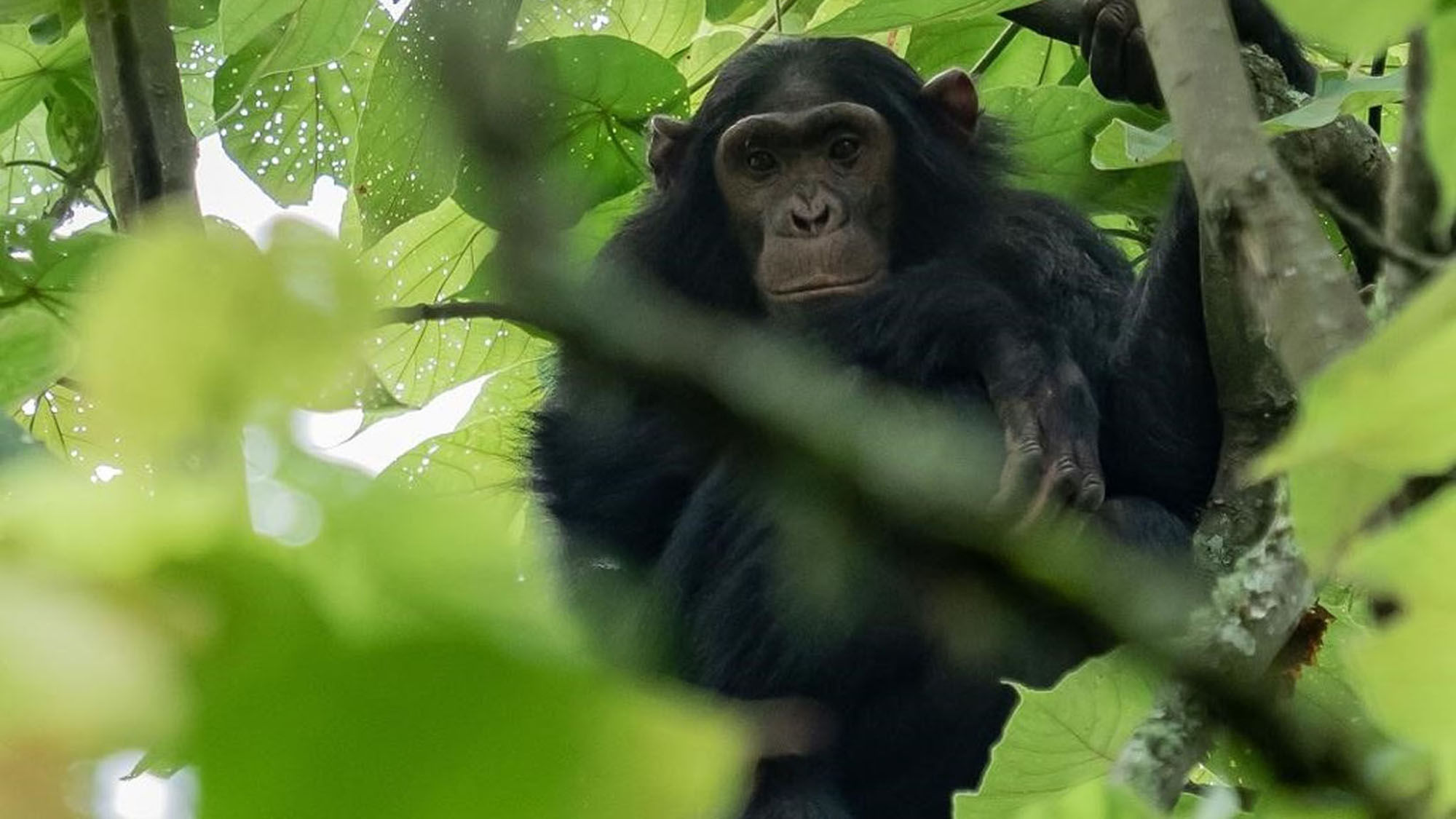 Rwanda's Gishwati-Mukura National Park is home to several chimpanzees.