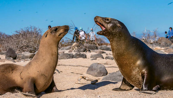 Metropolitan Touring was among the first companies to resume cruising in the Galapagos. Metropolitan Touring was among the first companies to resume cruising in the Galapagos.