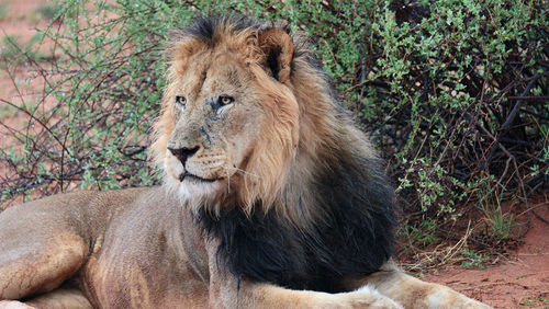 The black mane of the Kalahari lion helps it keep cool. The black mane of the Kalahari lion helps it keep cool.