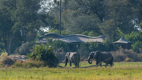 Elephants spotted near the lodge.