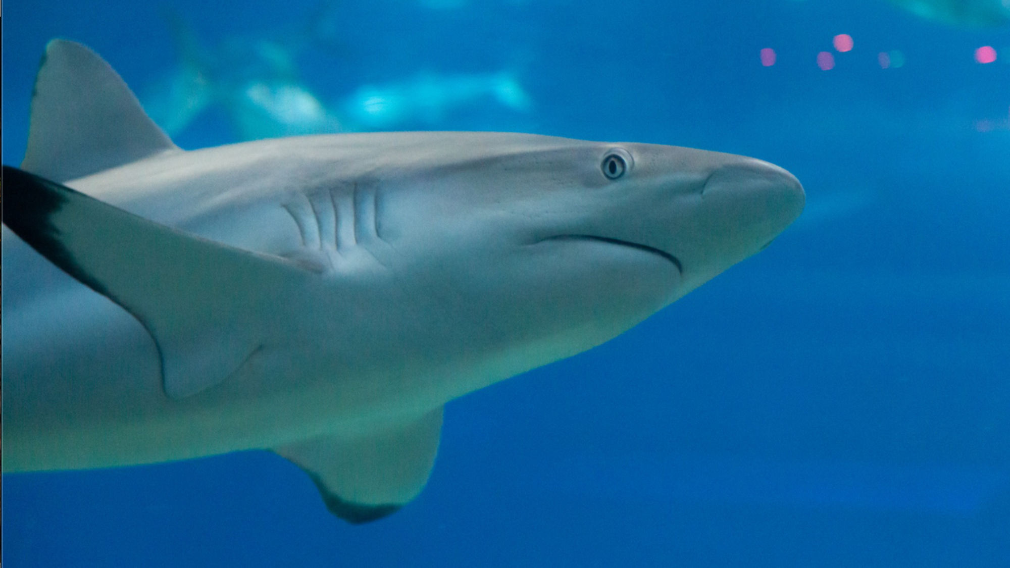 The Maui Ocean Center reopened in January after a 10-month closure, during which time all of the aquariums received maintenance and updates.