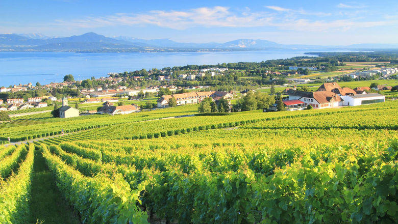 Vineyards in the Swiss canton of Vaud.