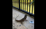 Iguanas are known to frequent Layla's outdoor patio at the Kayak Miami Beach.