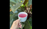 A cup of freshly brewed pink coffee certainly fits the vibe at the new Kayak Hotel Miami Beach.
