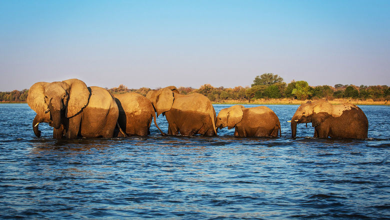 Elephants on the Zambezi River.