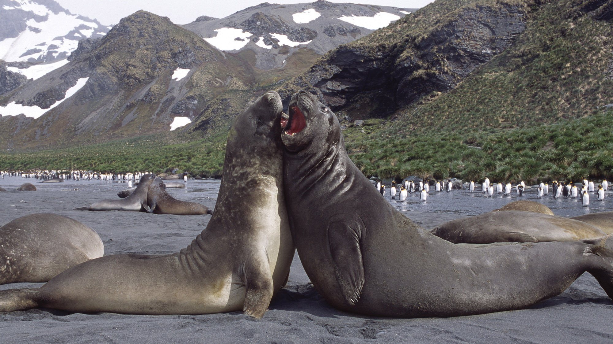 Elephant seals may act as witnesses to marriages on Atlas Ocean Voyages' Antarctica sailings.