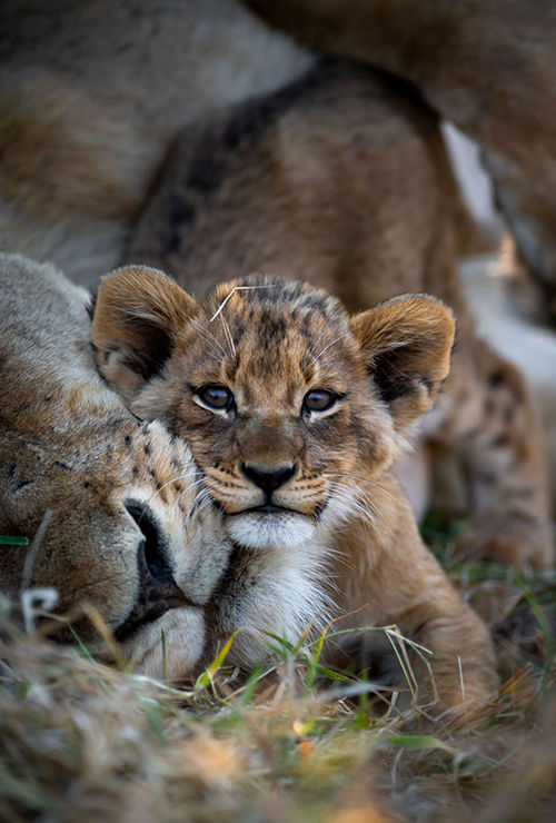 Although South Africa has a rich conservation history, captive lion breeding has been a problematic aspect of the tourism industry for years. Although South Africa has a rich conservation history, captive lion breeding has been a problematic aspect of the tourism industry for years.