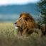 Industry applauds South Africa's planned ban on lion exploitation