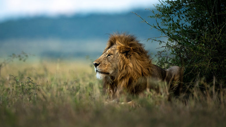 South Africa plans to ban captive lion breeding for tourism activities: Weekly