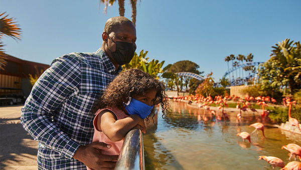 Viewing a flamboyance of flamingoes at SeaWorld San Diego. Viewing a flamboyance of flamingoes at SeaWorld San Diego.