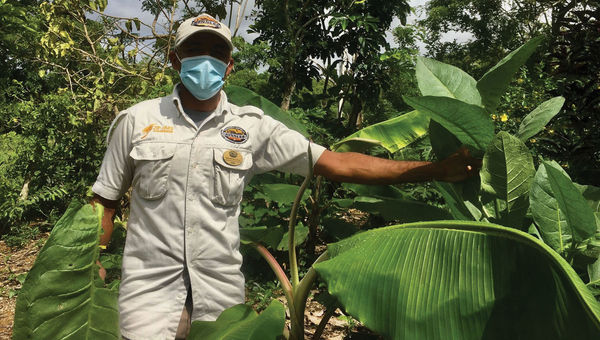 Segundo de la Cruz, a guide in Samana, stands in a tropical rainforest. Segundo de la Cruz, a guide in Samana, stands in a tropical rainforest.