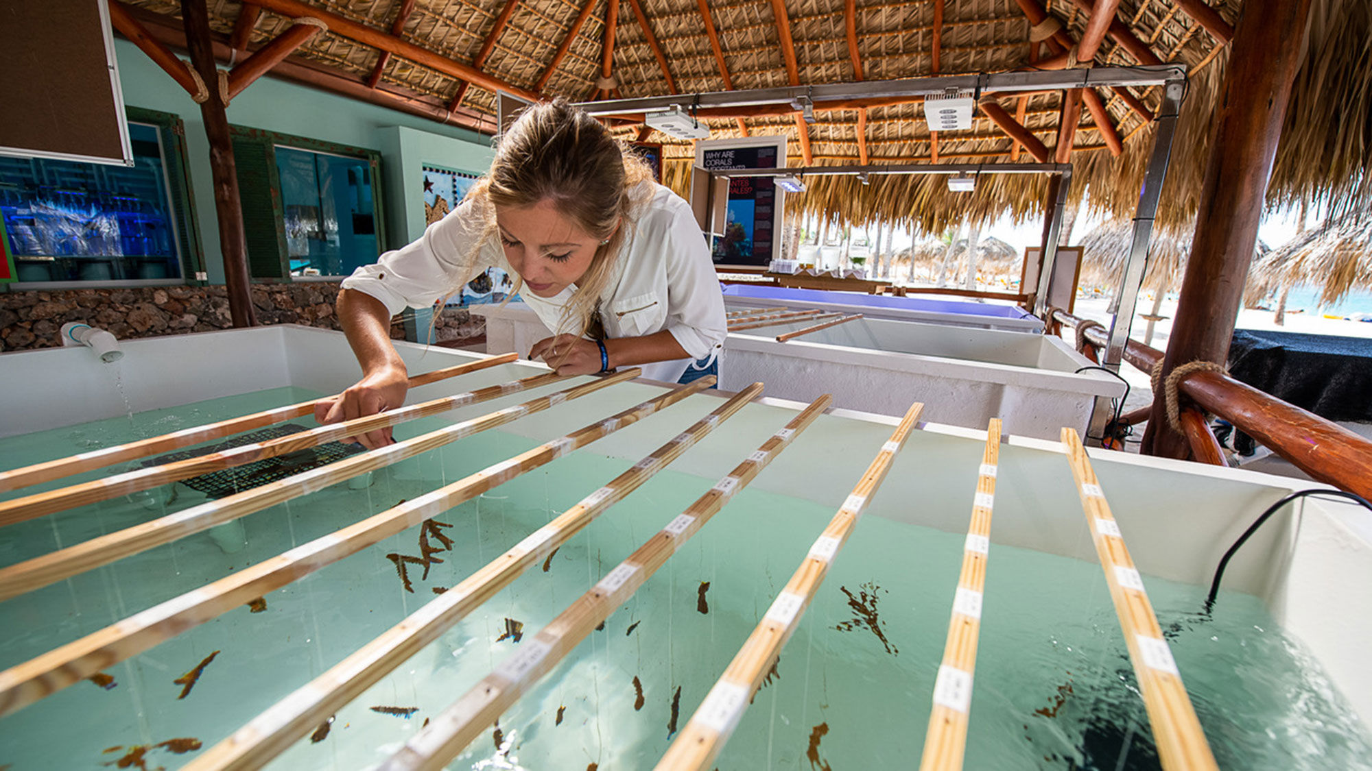 A rearcher studies coral growth in a special land-based coral lab at the Iberostar Selection Bavaro in Punta Cana.