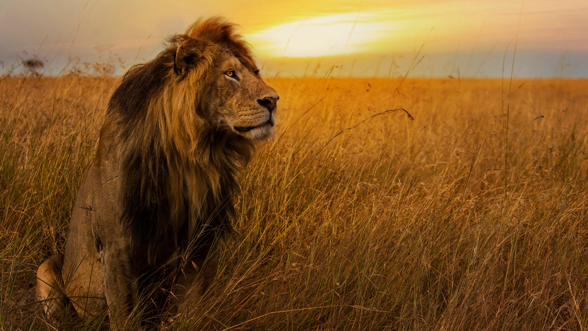 Being part of the conservation solution