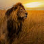 Being part of the conservation solution