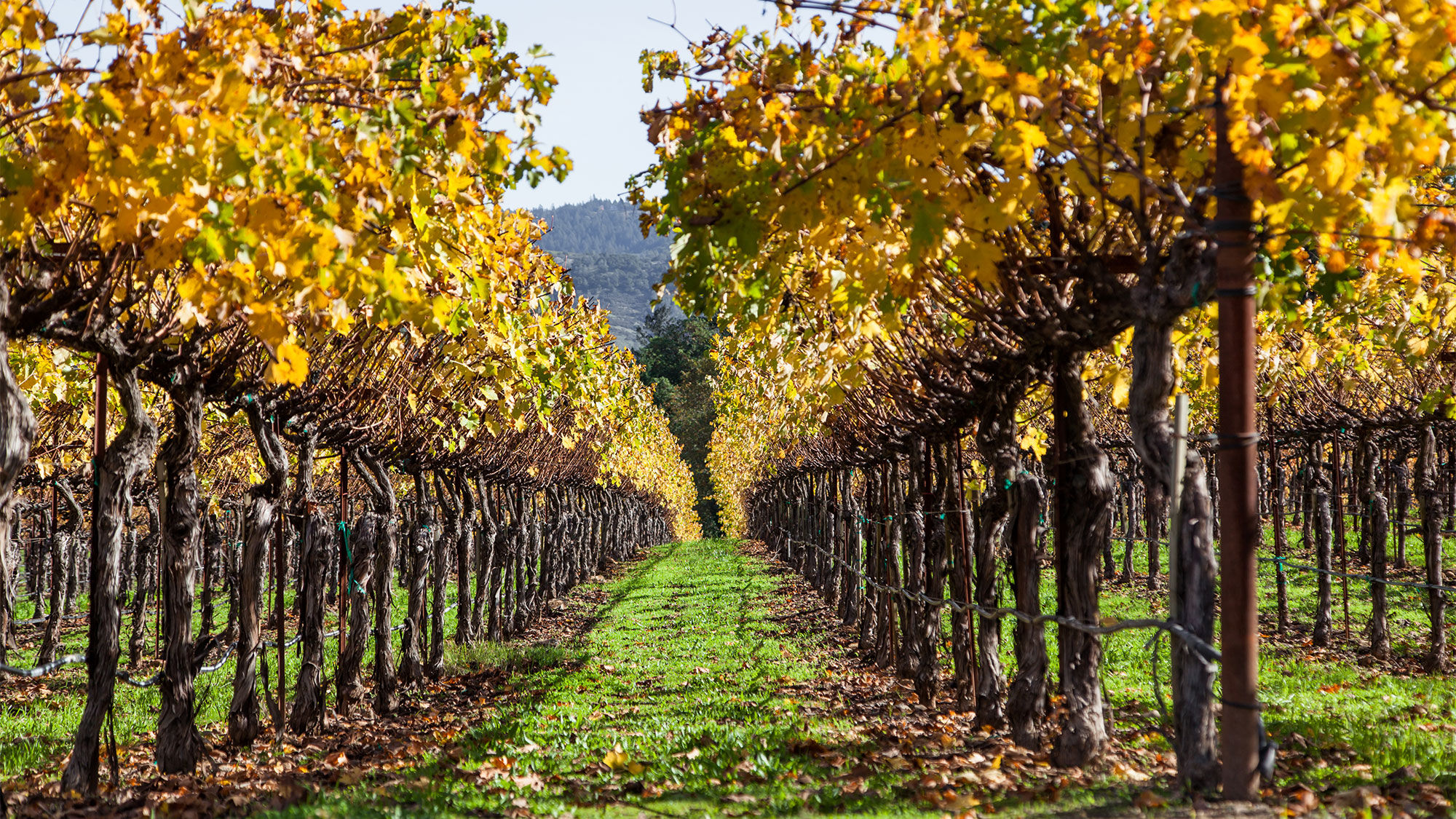 Napa Valley resorts and wineries making a comeback