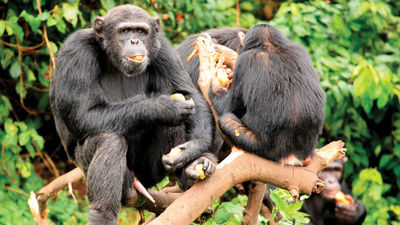Activities in the new Volcanoes Safaris itinerary include chimpanzee habituation experiences in Kibale Forest as well as fireside chats with primatologists from the Kibale Chimpanzee Project.