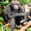 Chimps are the stars of this new Volcanoes Safaris itinerary