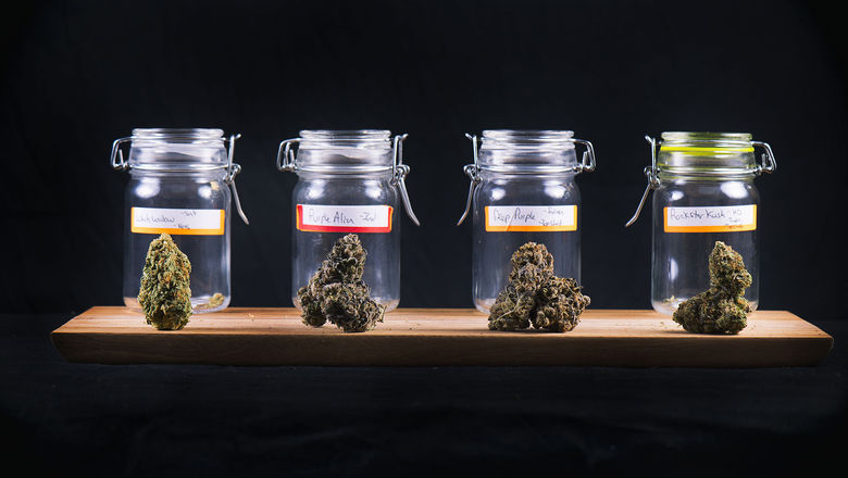 California cities see consumption lounges as way to increase cannabis tourism