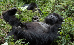 The permit fees for gorilla-trekking in Rwanda had been priced at $1,500 for international travelers.