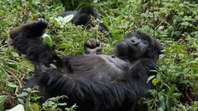The permit fees for gorilla-trekking in Rwanda had been priced at $1,500 for international travelers.