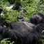 Corrected: Rwanda slashes gorilla-trekking fees for its residents