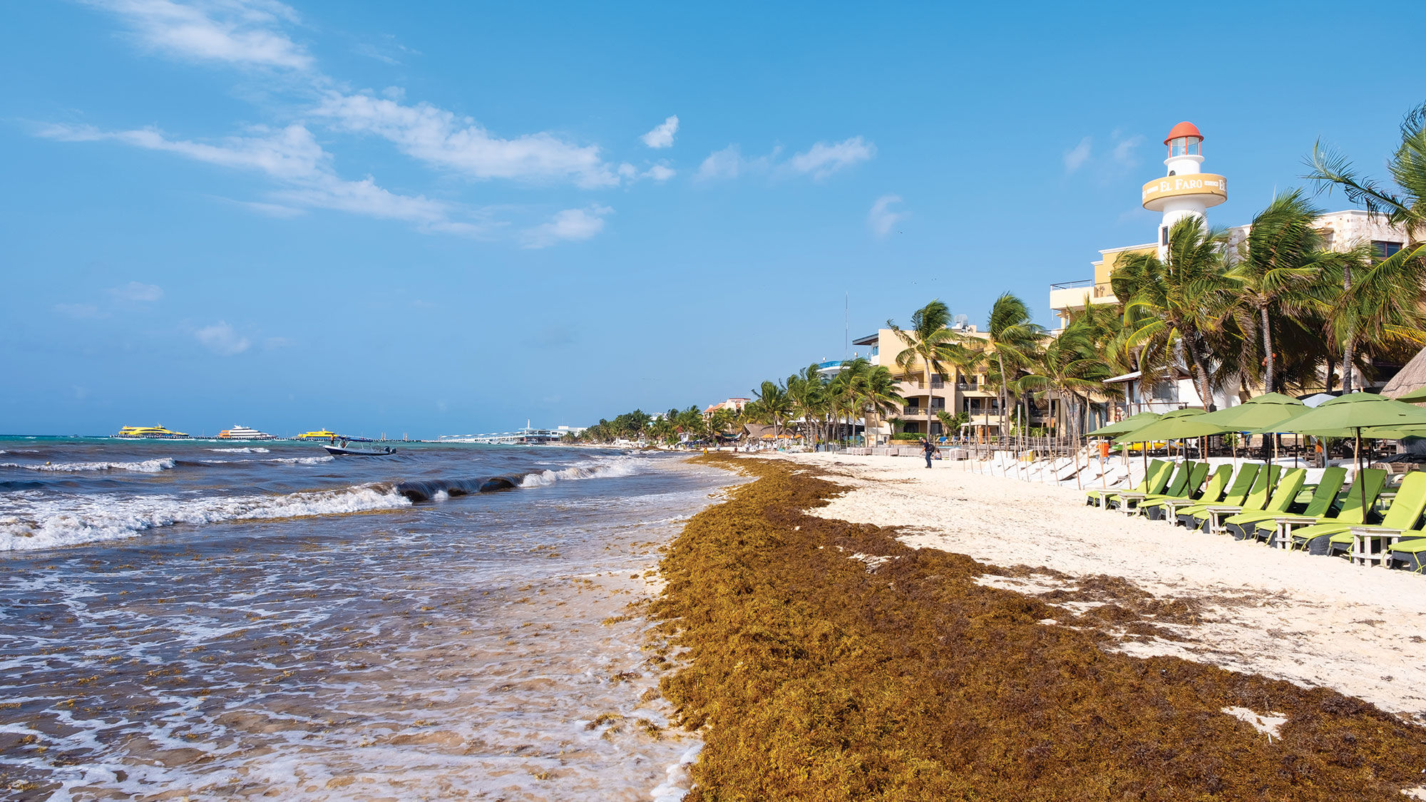 Sargassum washed up on the beach at Playa del Carmen, Mexico.