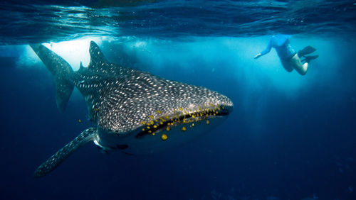 A snorkeler with a whale shark off Mafia Island. A snorkeler with a whale shark off Mafia Island.