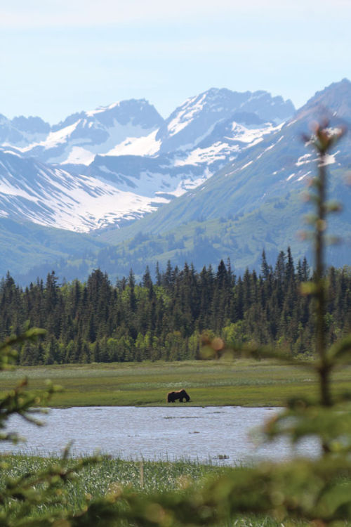 A bear spotted on a Rust's Flying Service flightseeing tour to Chinitna Bay in Lake Clark National Park and Preserve. A bear spotted on a Rust's Flying Service flightseeing tour to Chinitna Bay in Lake Clark National Park and Preserve.