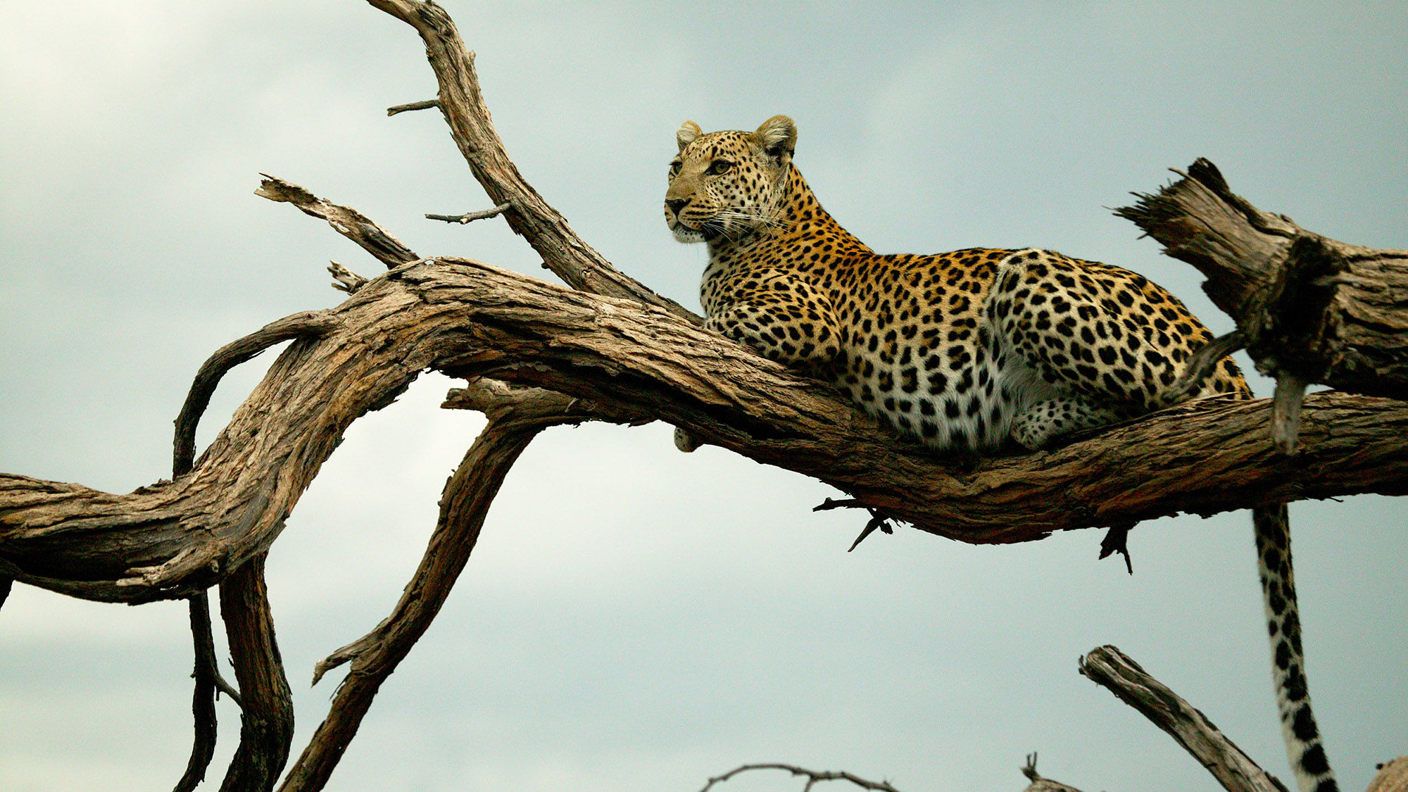 Guests on the Great Plains Expedition Botswana safari will help catalog leopards in the Selinda Reserve.