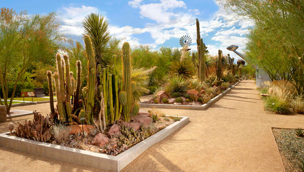 The Botanical Garden at the Springs Preserve feature cactuses, roses and other desert-friendly plants. The Botanical Garden at the Springs Preserve feature cactuses, roses and other desert-friendly plants.