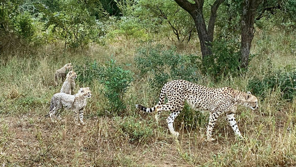 A female cheetah is looking desperately for her two missing cubs. The three other cubs mimic her behavior, helping mom look for their siblings. A female cheetah is looking desperately for her two missing cubs. The three other cubs mimic her behavior, helping mom look for their siblings.