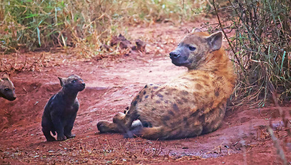 During a night drive, Mbazini located a mother hyena who had recently given birth to several cubs. During a night drive, Mbazini located a mother hyena who had recently given birth to several cubs.