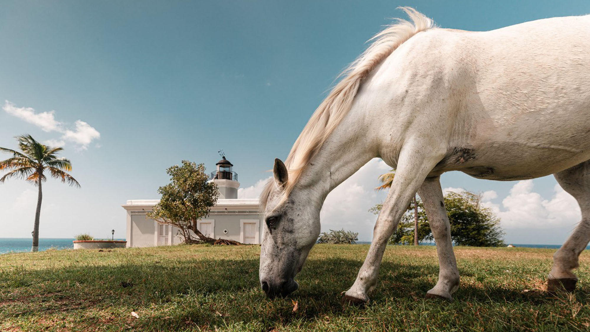 A wild horse in Vieques, Puerto Rico. The destination now requires vaccinations for hotel guests.