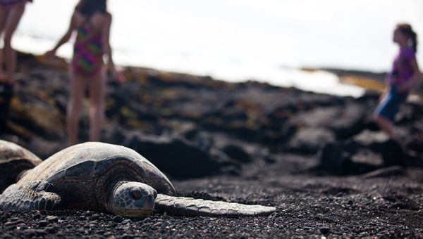 The return of visitors to Hawaii has been accompanied by renewed complaints of tourists harassing wildlife like sea turtles and Hawaiian monk seals. The return of visitors to Hawaii has been accompanied by renewed complaints of tourists harassing wildlife like sea turtles and Hawaiian monk seals.