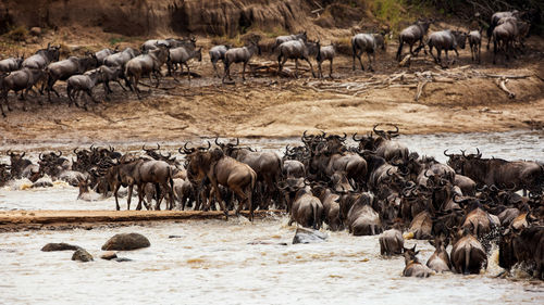 Wildebeest crossing the Mara River in the Northern Serengeti, Tanzania. Wildebeest crossing the Mara River in the Northern Serengeti, Tanzania.