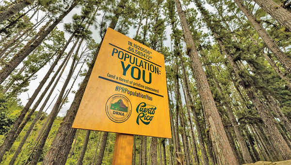 A sign at Bosque de Pinos, a forested area in Puerto Rico’s central mountain range. A sign at Bosque de Pinos, a forested area in Puerto Rico’s central mountain range.