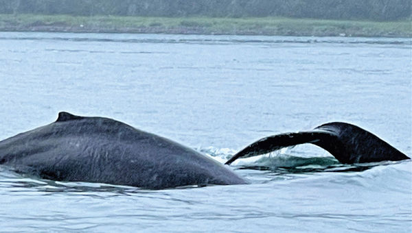 Humpback whales seen on an excursion from Icy Strait Point.