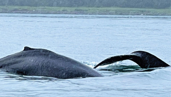 Humpback whales seen on an excursion from Icy Strait Point. Humpback whales seen on an excursion from Icy Strait Point.
