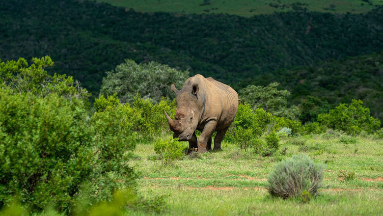 The Rhino Conservation Experience will take place at the Mantis Founders Lodge in South Africa on select dates in 2021 and 2022.