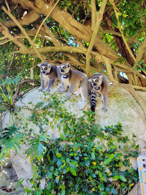 Lemurs at the Bermuda Aquarium, Museum and Zoo. Lemurs at the Bermuda Aquarium, Museum and Zoo.