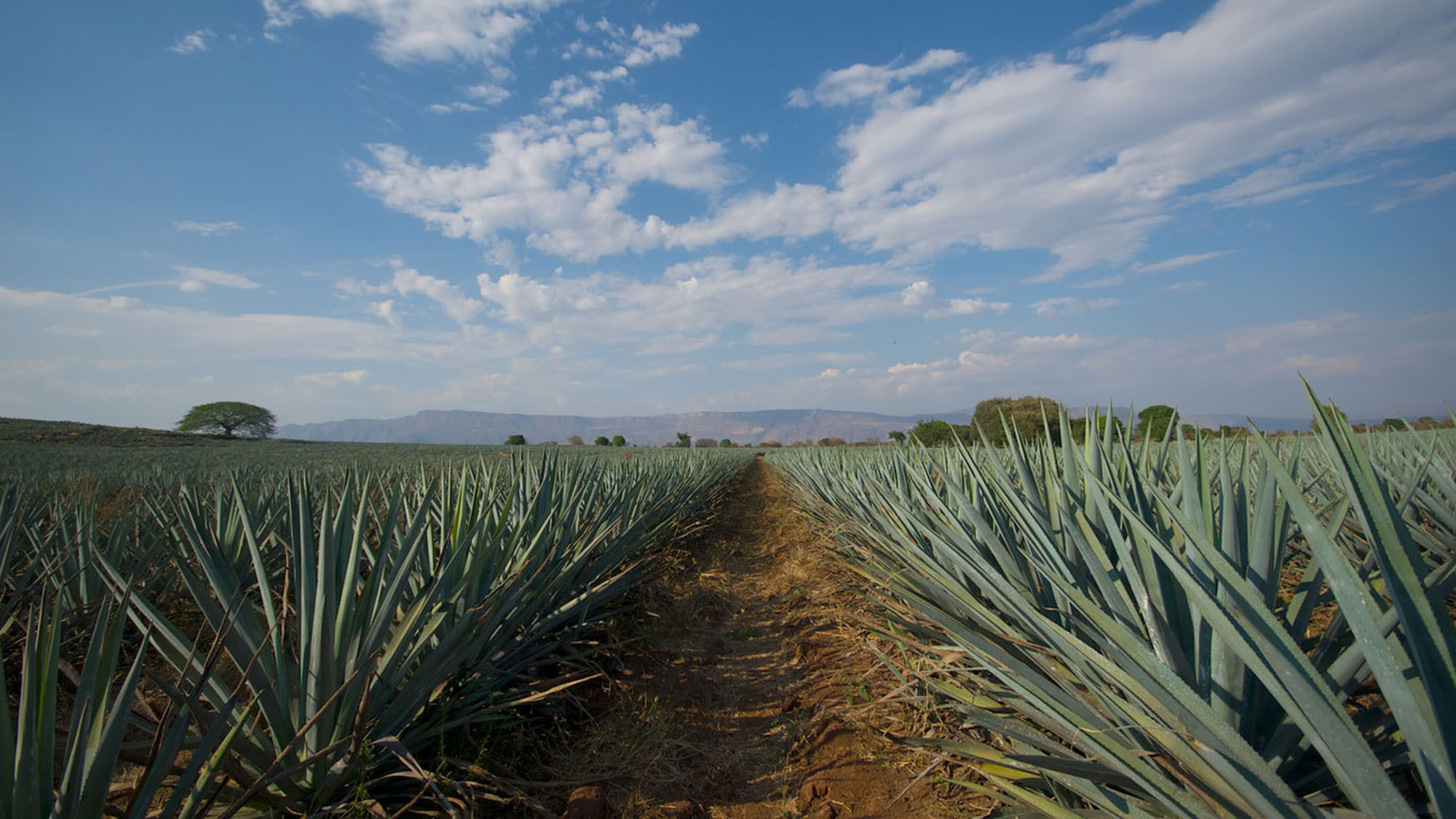 Agave growing in Tequila, Jalisco.